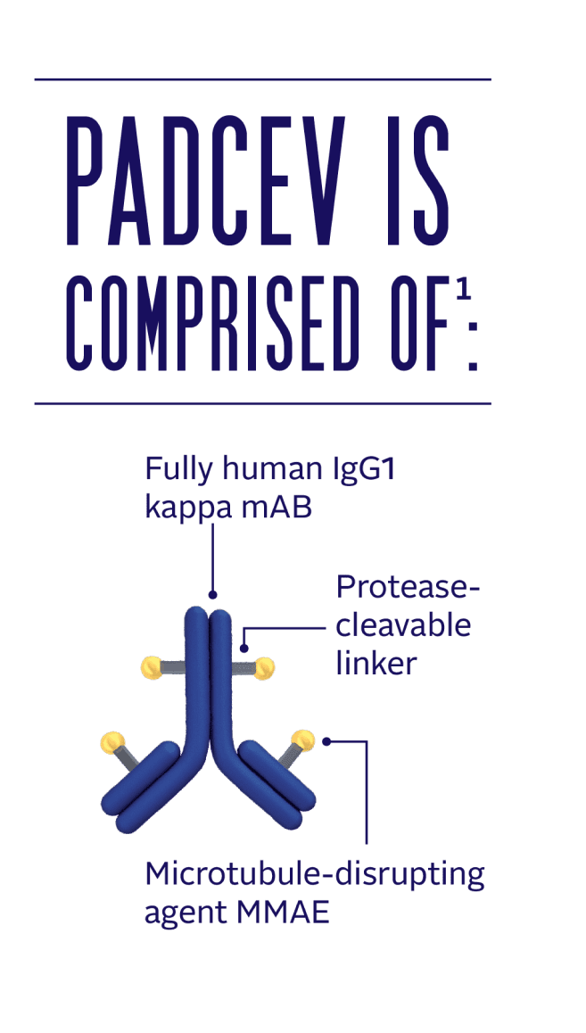 PADCEV is comprised of a fully human IgG1 kappa monoclonal antibody, a protease-cleavable linker, and a microtubule-disrupting agent MMAE.