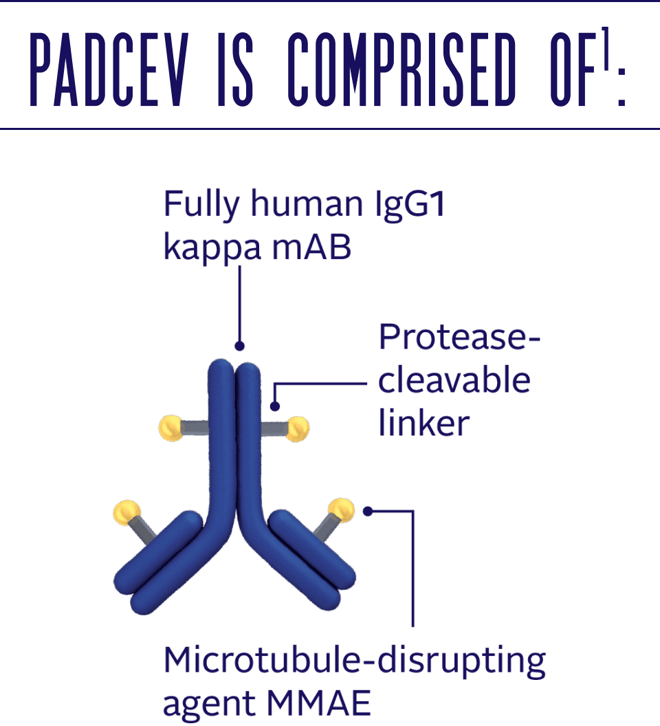 PADCEV is comprised of a fully human IgG1 kappa monoclonal antibody, a protease-cleavable linker, and a microtubule-disrupting agent MMAE.
